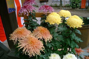 七五三期間中境内にはたくさんの菊が飾られます
