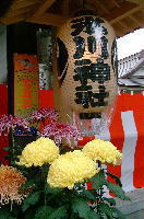 江北氷川神社大提灯と菊